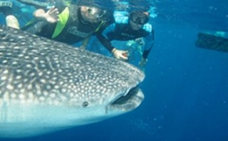  Plongée Saint-Marin